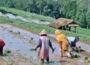 Ketut Murtika Harumkan Nama Luwu Timur, Raih Predikat Penyuluh Pertanian Teladan Nasional 2026